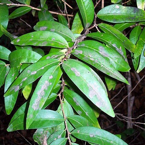 Hedraianthera unspecified picture