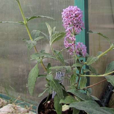 Buddleja caryopteridifolia unspecified picture