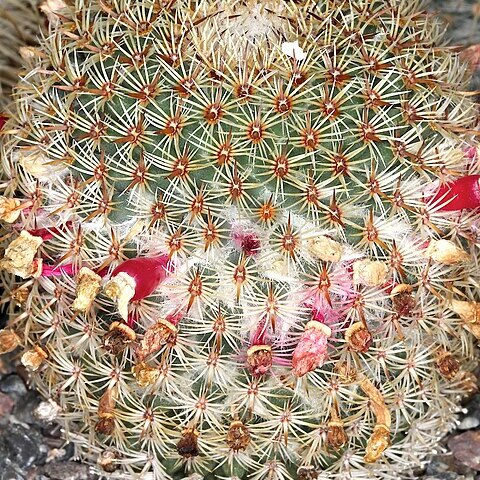 Mammillaria huitzilopochtli unspecified picture