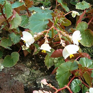 Begonia wrightiana unspecified picture