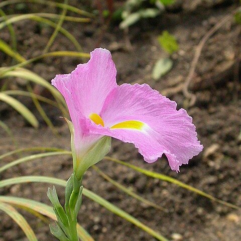 Siphonochilus kirkii unspecified picture