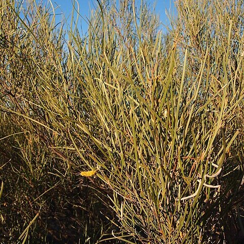 Acacia ramulosa unspecified picture