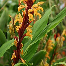 Cautleya spicata unspecified picture