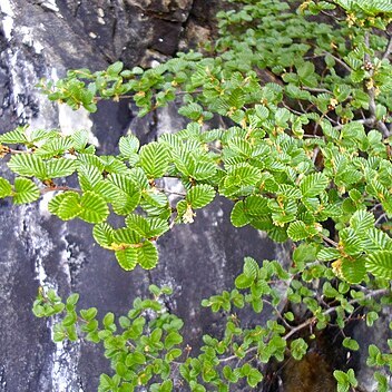 Nothofagus gunnii unspecified picture