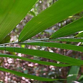 Bactris horridispatha unspecified picture