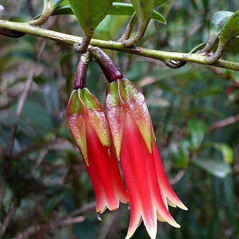 Ceratostema oellgaardii unspecified picture