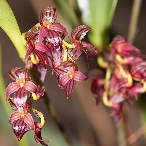 Pleurothallis lindenii unspecified picture