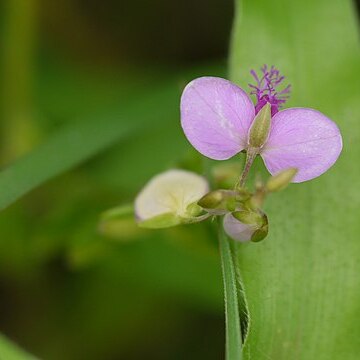 Polygala persicariifolia unspecified picture