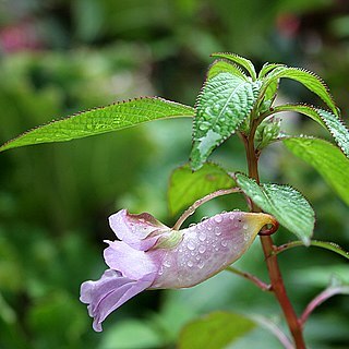 Impatiens arguta unspecified picture