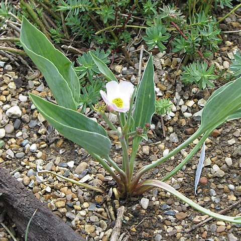 Ranunculus calandrinioides unspecified picture