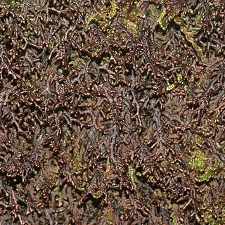 Frullania tamarisci unspecified picture