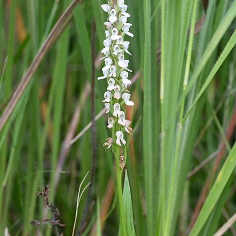 Brownleea parviflora unspecified picture