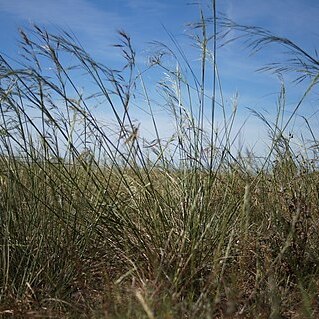 Austrostipa aristiglumis unspecified picture