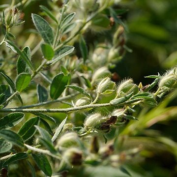 Crotalaria mysorensis unspecified picture