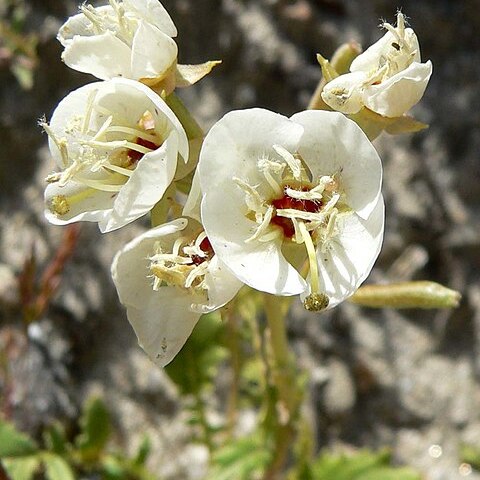 Chylismia claviformis unspecified picture