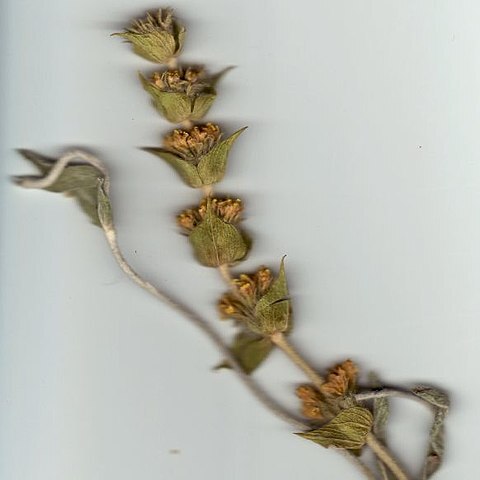 Sideritis syriaca unspecified picture