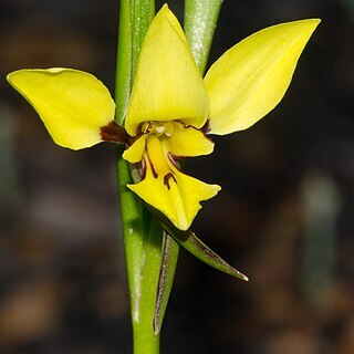 Diuris setacea unspecified picture