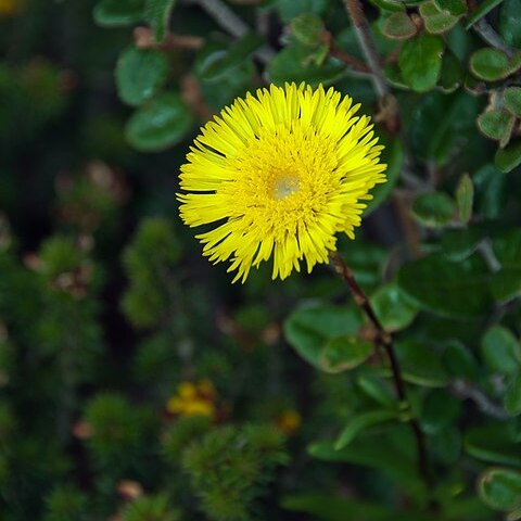 Podolepis jaceoides unspecified picture