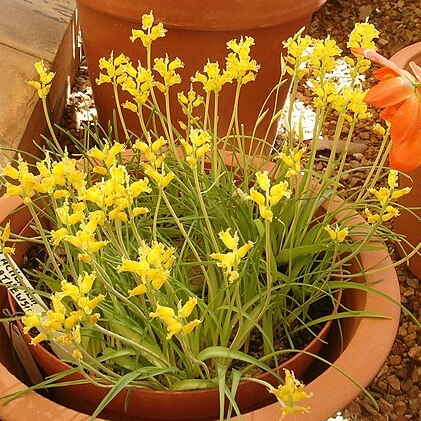 Lachenalia mathewsii unspecified picture