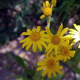 Senecio lopezii unspecified picture