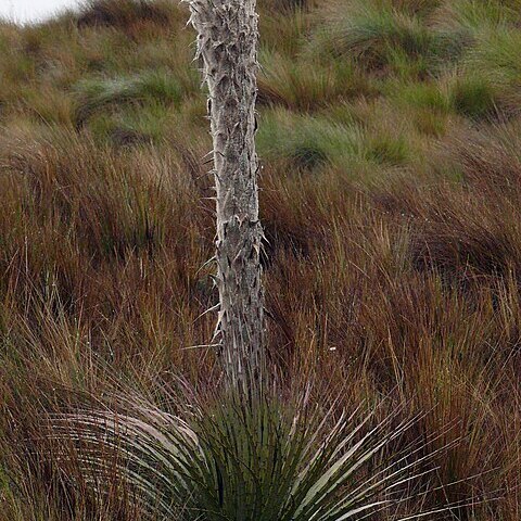 Puya clava-herculis unspecified picture