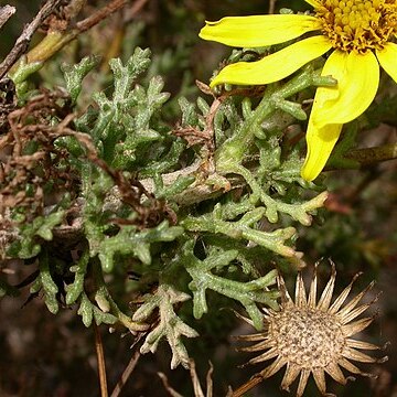 Senecio bahioides unspecified picture