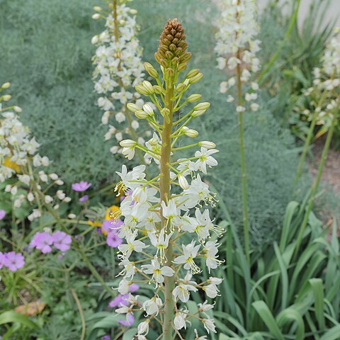 Eremurus lactiflorus unspecified picture