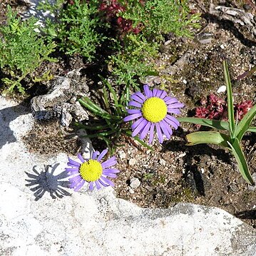 Felicia australis unspecified picture