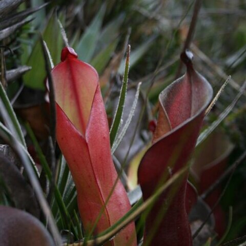 Heliamphora nutans unspecified picture