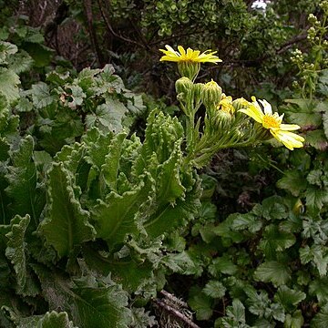 Senecio planiflorus unspecified picture