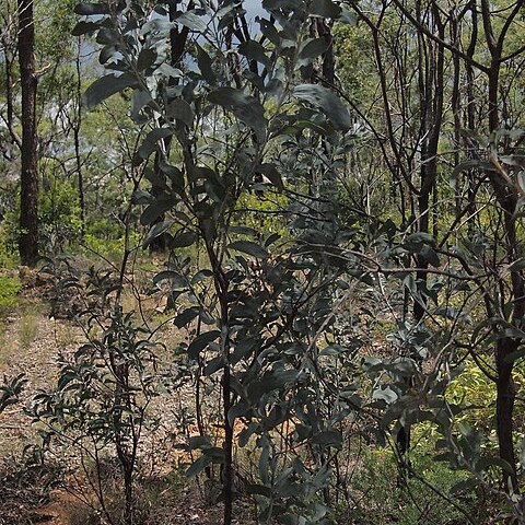 Acacia bancroftiorum unspecified picture