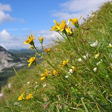 Senecio abrotanifolius unspecified picture