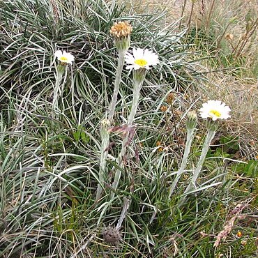 Celmisia pugioniformis unspecified picture