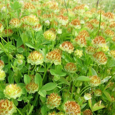 Trifolium cyathiferum unspecified picture