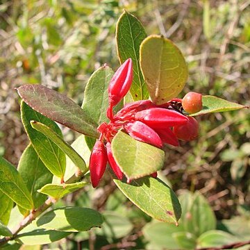 Gaylussacia brasiliensis unspecified picture