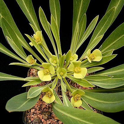 Euphorbia bupleurifolia unspecified picture