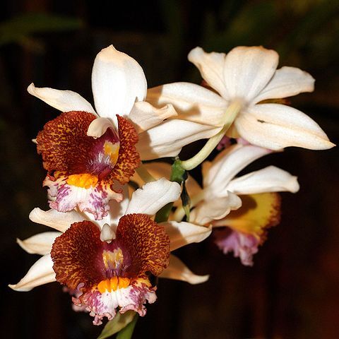 Gastrorchis lutea unspecified picture