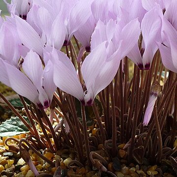 Cyclamen mirabile unspecified picture