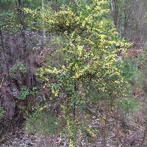 Acacia urophylla unspecified picture