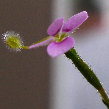 Stylidium debile unspecified picture