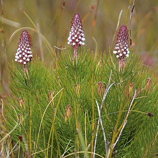 Spatalla longifolia unspecified picture