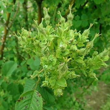 Rosa multibracteata unspecified picture