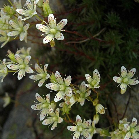 Saxifraga bronchialis subsp. austromontana unspecified picture