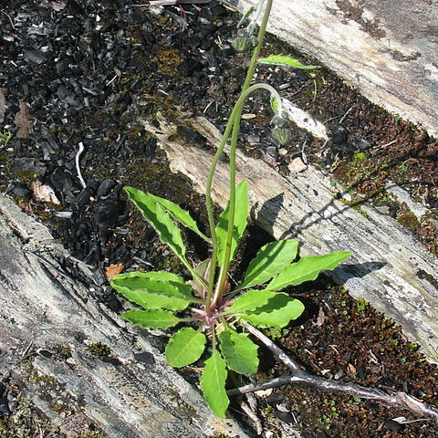 Hieracium schmidtii unspecified picture