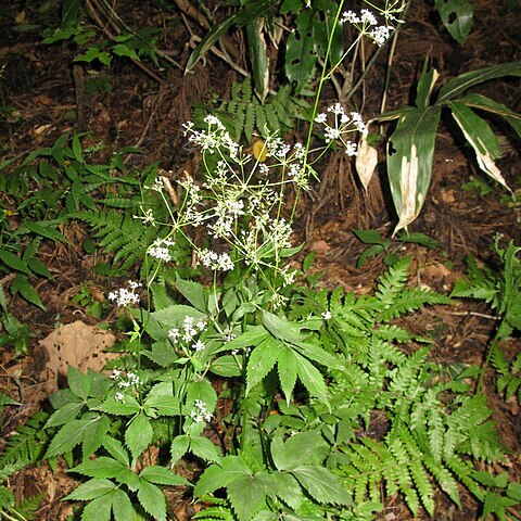 Spuriopimpinella calycina unspecified picture