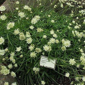 Astrantia pauciflora unspecified picture