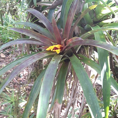 Guzmania cerrohoyaensis unspecified picture