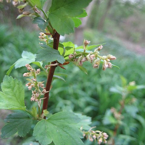 Ribes maximowiczii unspecified picture