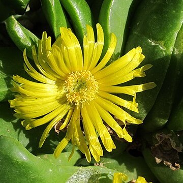 Glottiphyllum neilii unspecified picture