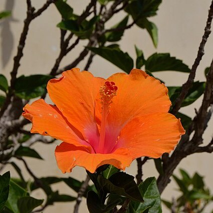 Hibiscus unspecified picture